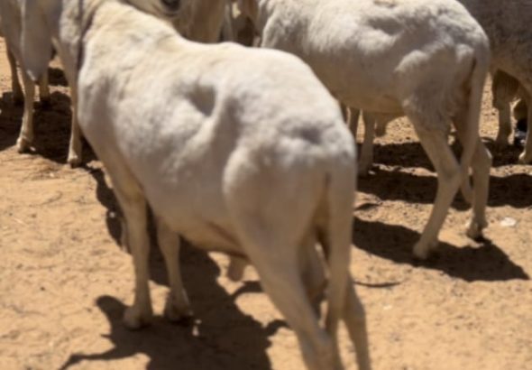 WhatsApp Image 2026-04-16 at 19.56.17