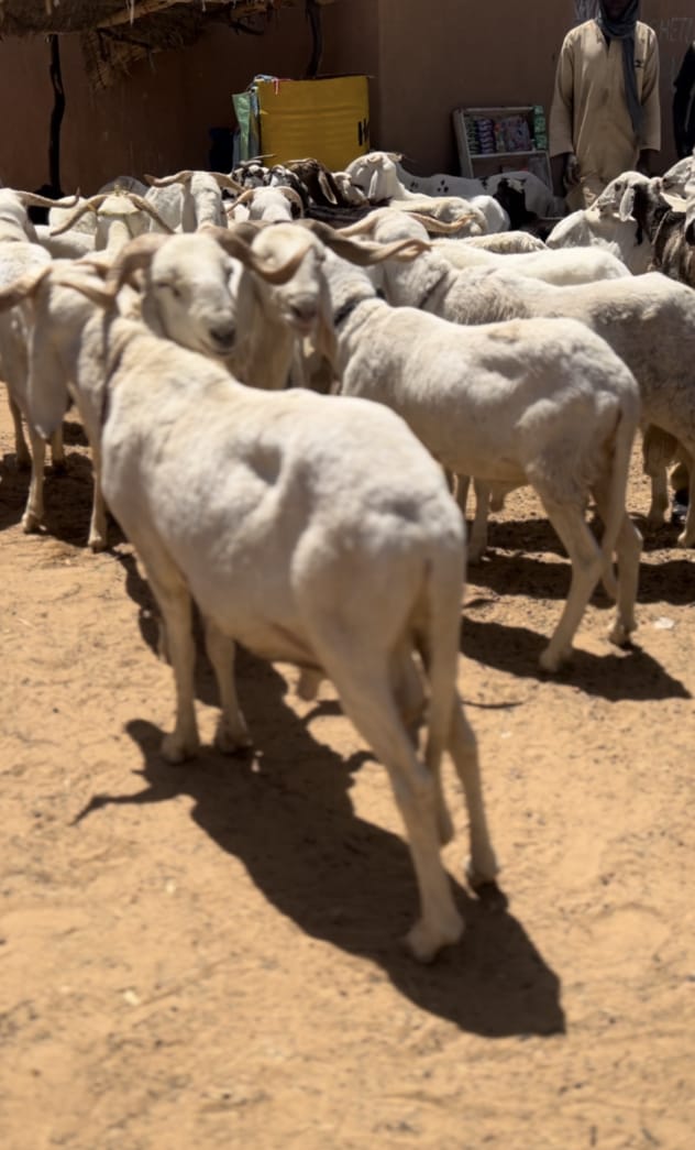 WhatsApp Image 2026-04-16 at 19.56.17