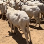 WhatsApp Image 2026-04-16 at 19.56.17