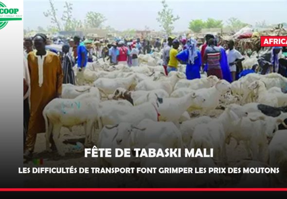 mouton